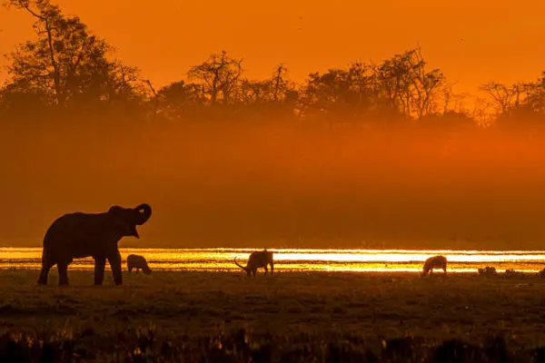 Wild Trails: The Assam Adventure