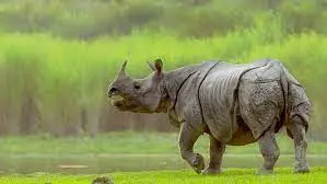 Wild Trails: The Assam Adventure