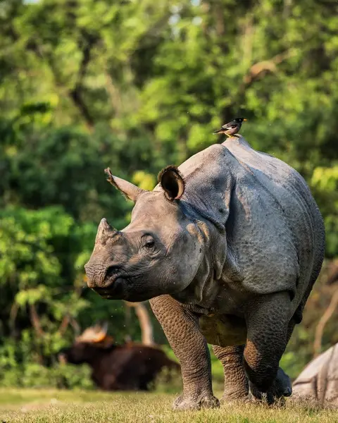 Echoes of the Wild: The Assam experience