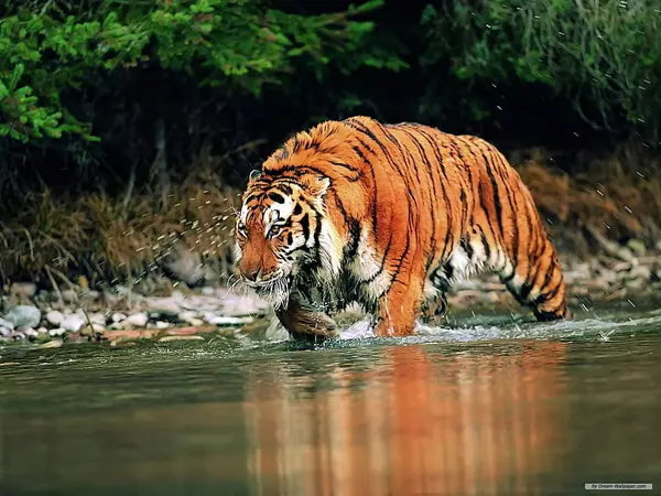 Wild Trails: The Assam Adventure