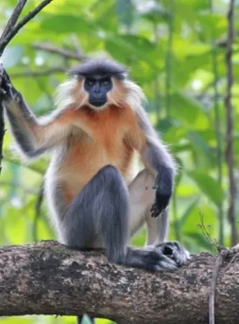 Echoes of the Wild: The Assam experience
