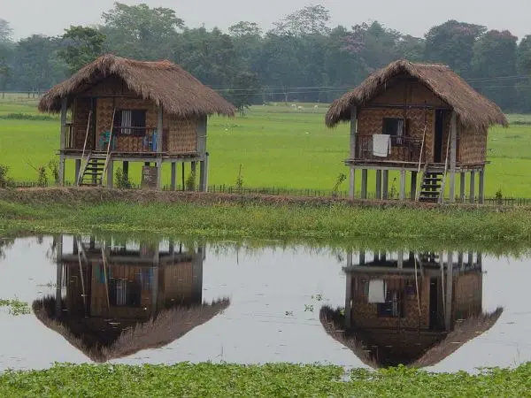 Echoes of the Wild: The Assam experience