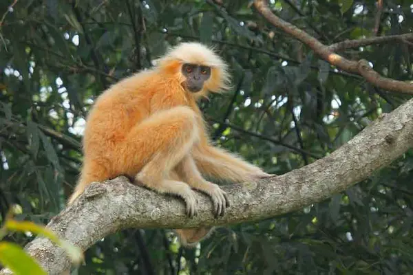 Wild Trails: The Assam Adventure