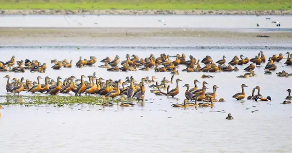 Wild Trails: The Assam Adventure