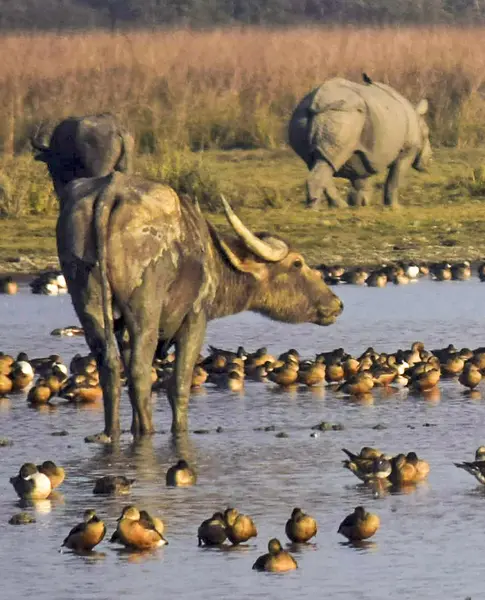 Wild Trails: The Assam Adventure