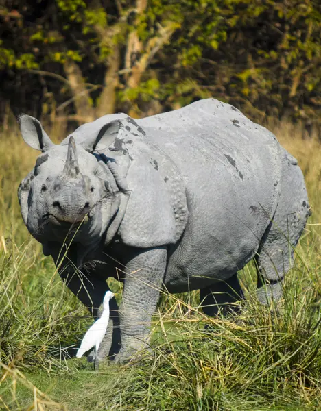 Wild Trails: The Assam Adventure