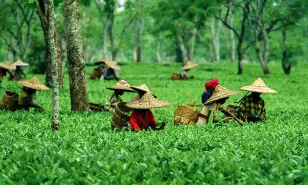 Awesome Assam